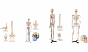 Anatomie Sets