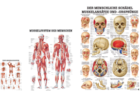 Anatomische Lehrtafeln