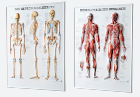 Anatomische 3D Relieftafeln