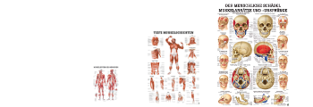 Anatomische Lehrtafeln