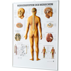 Relieftafel "Nervensystem des Menschen" 