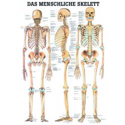 Das menschliche Skelett und Extremitäten 