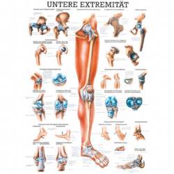 Mini-Poster, Poster und Lehrtafeln der  "Unteren und oberen Extremitäten des Menschen" Die untere Extremität | Lehrtafel 70 x 100 cm | laminiert