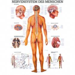 Nervensystem des Menschen Das Nervensystem des Menschen | Poster 50 x 70 cm | unlaminiert