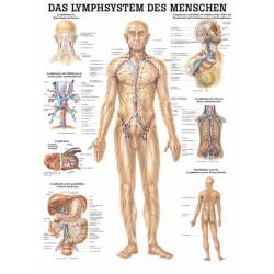 "Das Lymphsystem des Menschen" und "Lymphdrainage" 