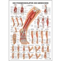 "Muskelsystem des Menschen" von verschiedenen Körperextremitäten Fußmuskulatur des Menschen | Mini-Poster 24 x 34 cm | laminiert