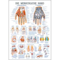 Kopf und Hals Die menschliche Hand | Lehrtafel 70 x 100 cm | unlaminiert