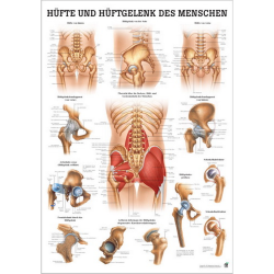 Hüfte und Hüftgelenke des Menschen Hüfte u. Hüftgelenke | Lehrtafel 70 x 100 cm | laminiert
