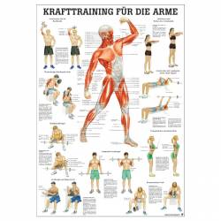 Krafttraining für die Arme Mini-Poster 24 x 34 cm | laminiert