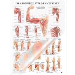 "Muskelsystem des Menschen" von verschiedenen Körpersequenzen Die Armmuskulatur des Menschen | Poster 50 x 70 cm | laminiert