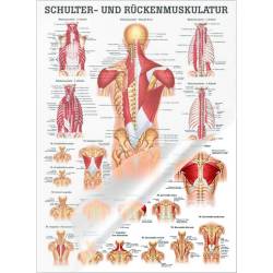 "Muskelsystem des Menschen" von verschiedenen Körpersequenzen Schulter- u. Rückenmuskulatur | Poster 50 x 70 cm | laminiert