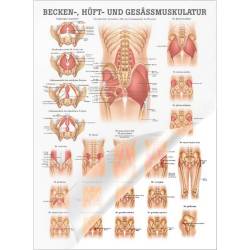 "Muskelsystem des Menschen" von verschiedenen Körpersequenzen Becken-, Hüft- u. Gesäßmuskulatur | Poster 50 x 70 cm | laminiert
