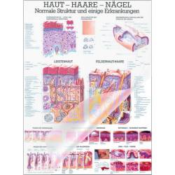 Lehrmittel "Haut, Haare und Nägel" Lehrtafel 70 x 100 cm | laminiert