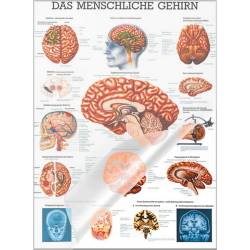 Das menschliche Gehirn Lehrtafel 70 x 100 cm | laminiert