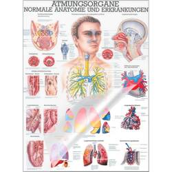 Atmungsorgane des Menschen Lehrtafel 70 x 100 cm | laminiert