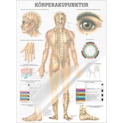 Miniposter "Körperakupunktur" Körperakupunktur | Lehrtafel 70 x 100 cm | laminiert