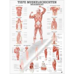 "Muskelsystem des Menschen" von verschiedenen Körpersequenzen Tiefe Muskelschichten - Rückansicht | Lehrtafel 70 x 100 cm | laminiert