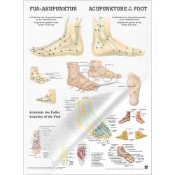 Miniposter "Körperakupunktur" Fußakupunktur | Poster 50 x 70 cm | laminiert
