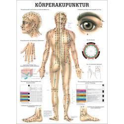 Miniposter "Körperakupunktur" Körperakupunktur | Lehrtafel 70 x 100 cm | unlaminiert