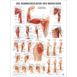 "Muskelsystem des Menschen" von verschiedenen Körpersequenzen Die Armmuskulatur des Menschen | Poster 50 x 70 cm | unlaminiert