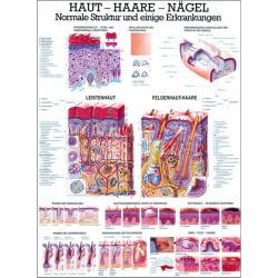 Lehrmittel "Haut, Haare und Nägel" Lehrtafel 70 x 100 cm | unlaminiert