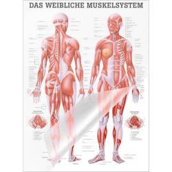 "Muskelsystem des Menschen" von verschiedenen Körpersequenzen Das weibliche Muskelsystem | Lehrtafel 70 x 100 cm | laminiert