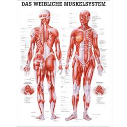 "Muskelsystem des Menschen" von verschiedenen Körpersequenzen Das weibliche Muskelsystem | Lehrtafel 70 x 100 cm | unlaminiert