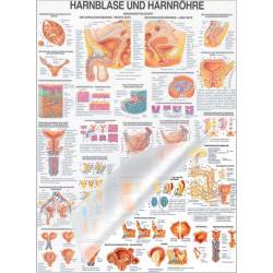 Lehrtafel "Niere u. Harnleiter", "Harnblase u. Harnröhre" Harnblase u. Harnröhre | Lehrtafel 70 x 100 cm | laminiert