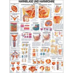 Lehrtafel "Niere u. Harnleiter", "Harnblase u. Harnröhre" Harnblase u. Harnröhre | Lehrtafel 70 x 100 cm | unlaminiert