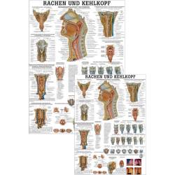 Lehrtafel "Rachen und Kehlkopf" 