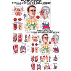 Atmungsorgane des Menschen 