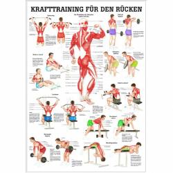 Krafttraining für den Rücken 