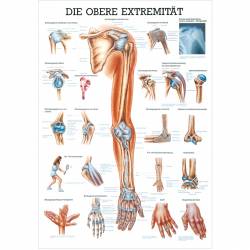 Die obere Extremität 