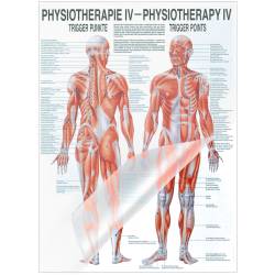 Lehrtafel "Physiotherapie IV-Trigger Punkte", laminiert Physiotherapie IV-Trigger Punkte | Lehrtafel 70 x 100 cm | laminiert