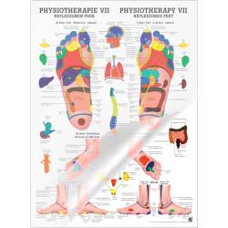 "Physiotherapie I-IX" Physiotherapie VII-Reflexzonen Fuß | Lehrtafel 70 x 100 cm | laminiert