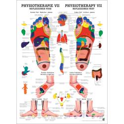 "Physiotherapie I-IX" Physiotherapie VII-Reflexzonen Fuß | Lehrtafel 70 x 100 cm | unlaminiert