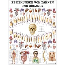 Beziehungen von Zähnen und Organen Lehrtafel 70 x 100 cm | unlaminiert