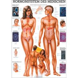 Hormonsystem des Menschen Lehrtafel 70 x 100 cm | unlaminiert