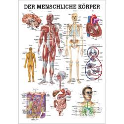 Der menschliche Körper Lehrtafel 70 x 100 cm | laminiert