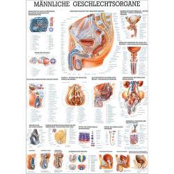 Die männlichen Geschlechtsorgane Lehrtafel 70 x 100 cm | laminiert