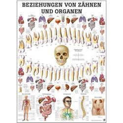 Beziehungen von Zähnen und Organen Mini-Poster 24 x 34 cm | unlaminiert