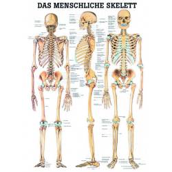 Das menschliche Skelett und Extremitäten Das menschliche Skelett | Mini-Poster 24 x 34 cm | laminiert