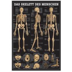 Das menschliche Skelett und Extremitäten Das Skelett des Menschen | Mini-Poster 24 x 34 cm | unlaminiert