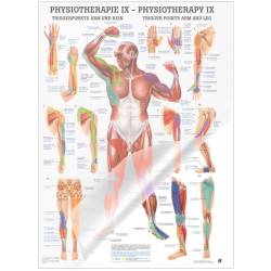 "Physiotherapie I-IX" Physiotherapie IX-Triggerpunkte Arm u. Bein | Mini-Poster 24 x 34 cm | laminiert