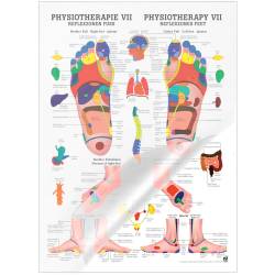 "Physiotherapie I-IX" Physiotherapie VII-Reflexzonen Fuß | Mini-Poster 24 x 34 cm | laminiert