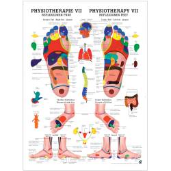 "Physiotherapie I-IX" Physiotherapie VII-Reflexzonen Fuß | Mini-Poster 24 x 34 cm | unlaminiert