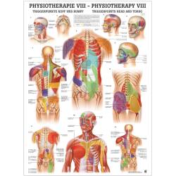 "Physiotherapie I-IX" Physio VIII-Triggerpunkte Kopf u. Rumpf | Mini-Poster 24 x 34 cm | unlaminiert
