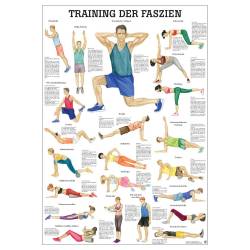 Training der Faszien Mini-Poster 24 x 34 cm | laminiert