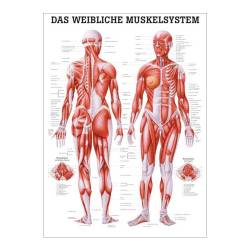 "Muskelsystem des Menschen" von verschiedenen Körpersequenzen Das weibliche Muskelsystem | Poster 50 x 70 cm | unlaminiert