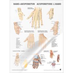 Miniposter "Körperakupunktur" Handakupunktur | Poster 50 x 70 cm | laminiert